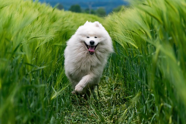 A joyful dog running through a field.
