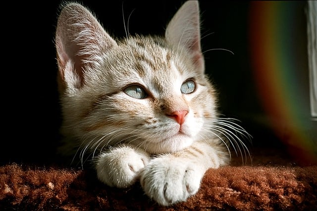 A curious cat exploring a textured surface.
