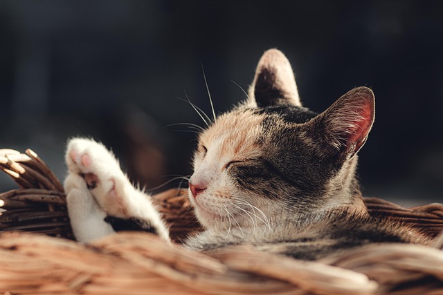 A relaxed cat basking in sunlight.