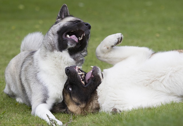 Two dogs playing enthusiastically.