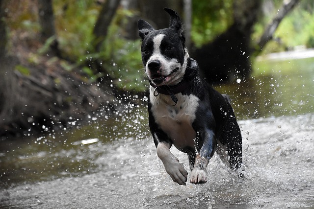 A dog enjoying an outdoor adventure.