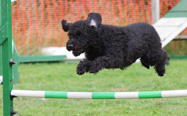 A dog successfully completing an agility course.